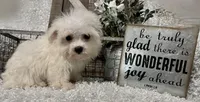ANDY, a male Maltese for sale in Sharon, KS – 5 of 9