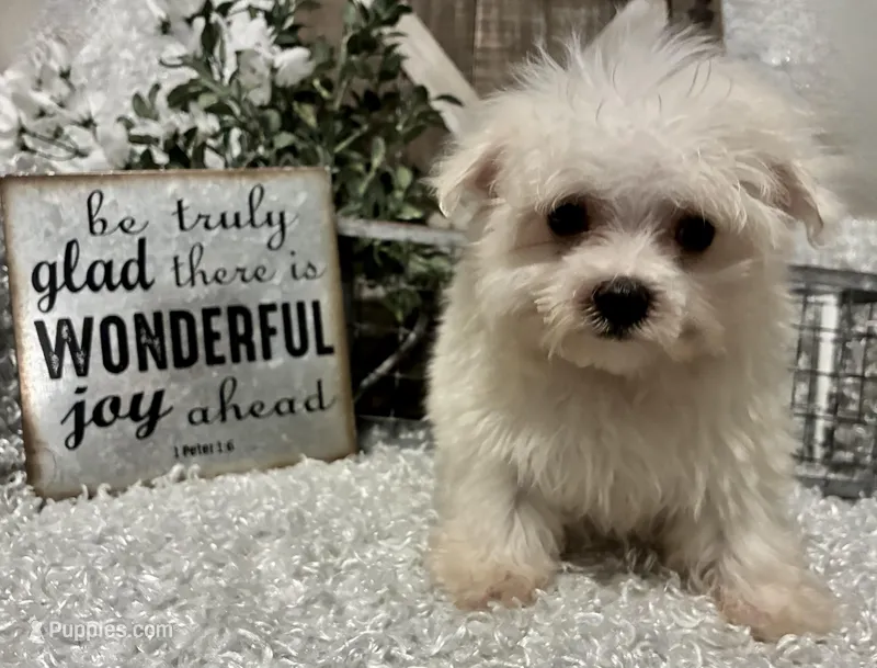 ANDY – Maltese puppy for sale in Sharon, KS