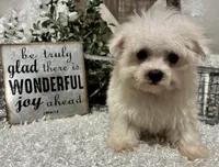 ANDY, a male Maltese for sale in Sharon, KS – 1 of 9