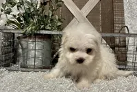ANDY, a male Maltese for sale in Sharon, KS – Photo 4 of 8