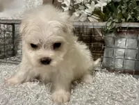 ANDY, a male Maltese for sale in Sharon, KS – Photo 6 of 8