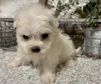 ANDY, a male Maltese for sale in Sharon, KS – Photo 2 of 8