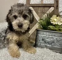 MILTON, a male Poodle - Toy  for sale in Sharon, KS – 8 of 10