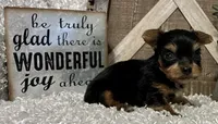 SOPHIE, a female Yorkshire Terrier for sale in Sharon, KS – 7 of 8