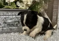BUCEE', a male Chihuahua for sale in Sharon, KS – 2 of 8