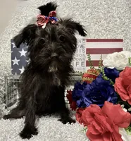 DOTTIE, a female Yorkipoo for sale in Sharon, KS – 7 of 10