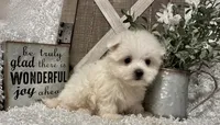 ANDY, a male Maltese for sale in Sharon, KS – 6 of 8