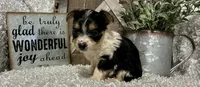 TOOTSIE, a female Yorkshire Terrier for sale in Sharon, KS – 6 of 9
