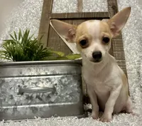 CHICO, a male Chihuahua for sale in Sharon, KS – 5 of 9