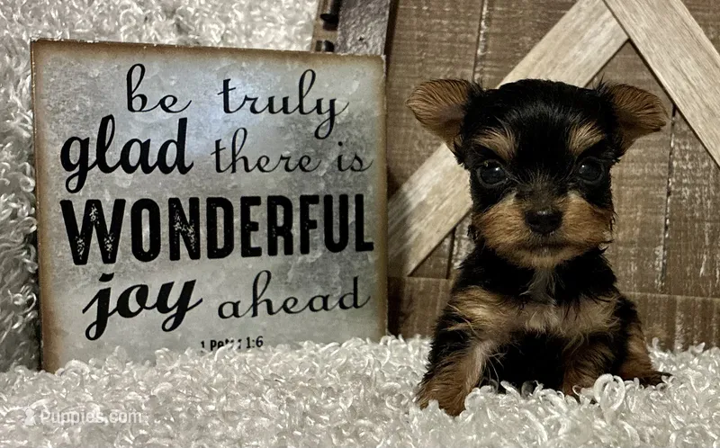 SOPHIE – Yorkshire Terrier puppy for sale in Sharon, KS