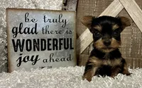 SOPHIE, a female Yorkshire Terrier for sale in Sharon, KS – 1 of 8