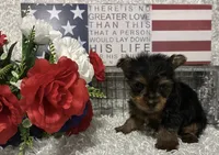 RONNIE, a male Yorkshire Terrier for sale in Sharon, KS – 6 of 7