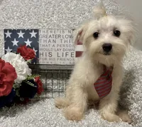 RALPHIE, a male Maltese for sale in Sharon, KS – 10 of 10