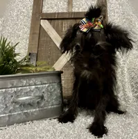 DOTTIE, a female Yorkipoo for sale in Sharon, KS – 5 of 7
