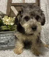 MILTON, a male Poodle - Toy  for sale in Sharon, KS – 10 of 10