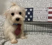 RALPHIE, a male Maltese for sale in Sharon, KS – 2 of 8