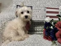 RALPHIE, a male Maltese for sale in Sharon, KS – 9 of 10