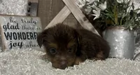 COCOA, a male Yorkshire Terrier for sale in Sharon, KS – 3 of 8