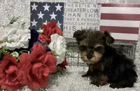 BOBBY, a male Yorkshire Terrier for sale in Sharon, KS – 7 of 8