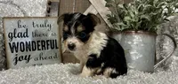 TOOTSIE, a female Yorkshire Terrier for sale in Sharon, KS – 3 of 9