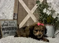 CANDY, a female Yorkipoo for sale in Sharon, KS – 3 of 9