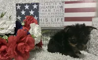 BRUTUS, a male Yorkshire Terrier for sale in Sharon, KS – 7 of 8