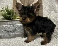 BRUTUS, a male Yorkshire Terrier for sale in Sharon, KS – 4 of 8