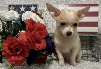 CHICO, a male Chihuahua for sale in Sharon, KS – 6 of 10