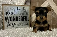 SOPHIE, a female Yorkshire Terrier for sale in Sharon, KS – 5 of 8