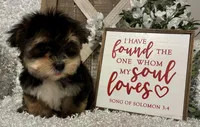 ROCKY, a male Morkie for sale in Sharon, KS – Photo 3 of 8