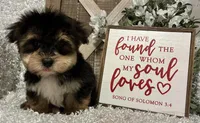 ROCKY, a male Morkie for sale in Sharon, KS – Photo 1 of 8
