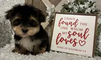 ROCKY, a male Morkie for sale in Sharon, KS – Photo 7 of 8