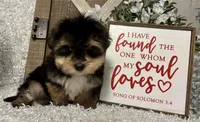 ROCKY, a male Morkie for sale in Sharon, KS – Photo 6 of 8