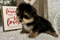 ROCKY, a male Morkie for sale in Sharon, KS – Photo 4 of 8