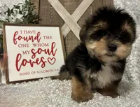 ROCKY, a male Morkie for sale in Sharon, KS – Photo 8 of 8