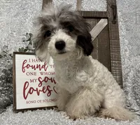 COOKIE, a male Poodle - Miniature  for sale in Sharon, KS – Photo 8 of 10