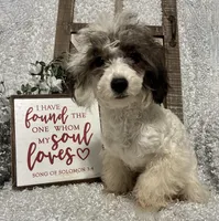 COOKIE, a male Poodle - Miniature  for sale in Sharon, KS – Photo 6 of 10