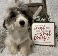 COOKIE, a male Poodle - Miniature  for sale in Sharon, KS – Photo 4 of 10