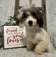 COOKIE, a male Poodle - Miniature  for sale in Sharon, KS – Photo 1 of 10