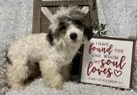 COOKIE, a male Poodle - Miniature  for sale in Sharon, KS – Photo 10 of 10