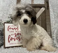 COOKIE, a male Poodle - Miniature  for sale in Sharon, KS – Photo 2 of 10