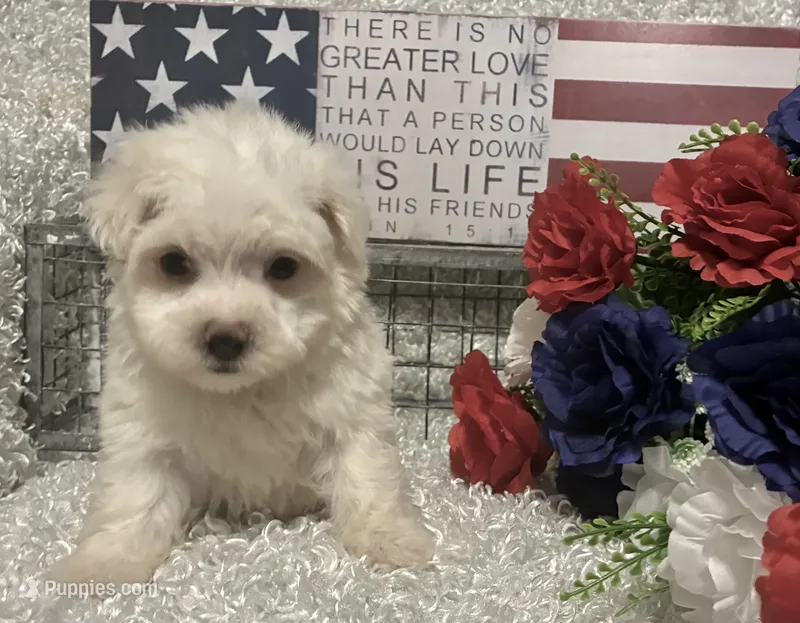 OLLIE – Maltese puppy for sale in Sharon, KS