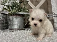 ALLY, a female Maltese for sale in Sharon, KS – Photo 1 of 8