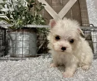 ALLY, a female Maltese for sale in Sharon, KS – Photo 6 of 8