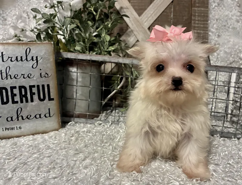 ALLY – Maltese puppy for sale in Sharon, KS