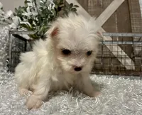 ALLY, a female Maltese for sale in Sharon, KS – Photo 4 of 8