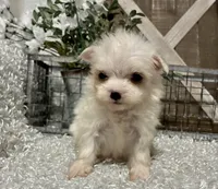 ALLY, a female Maltese for sale in Sharon, KS – Photo 8 of 8