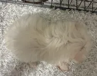 ALLY, a female Maltese for sale in Sharon, KS – Photo 5 of 8