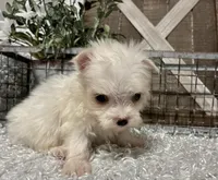 ALLY, a female Maltese for sale in Sharon, KS – Photo 7 of 8