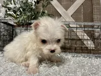 ALLY, a female Maltese for sale in Sharon, KS – Photo 2 of 8